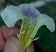  Flower V.S. showing Corolla and Stamens
